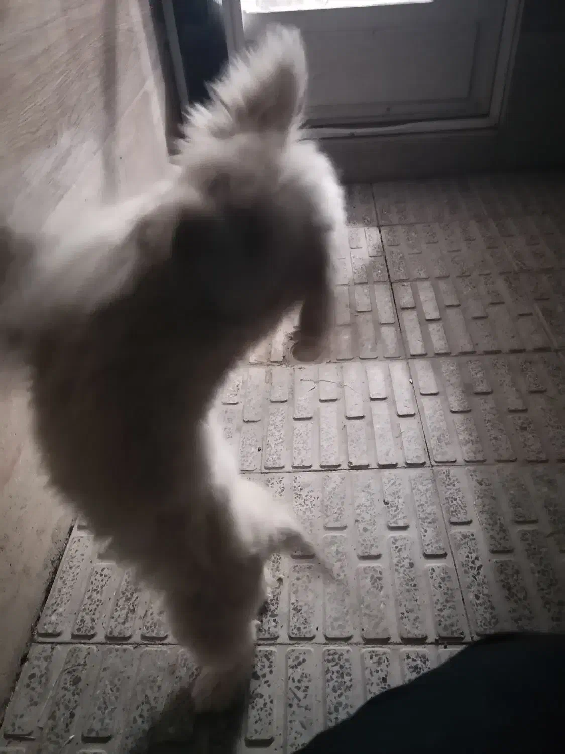 فروش یک سگ شیتزو|سگ|فرخ‌شهر, |دیوار