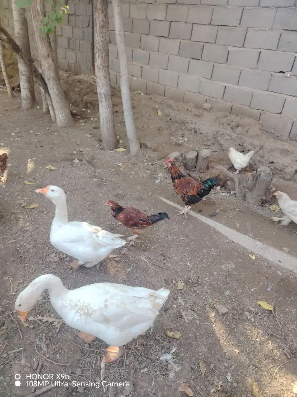 خروس جوان( بچه خروز)|حیوانات مزرعه|مرند, |دیوار