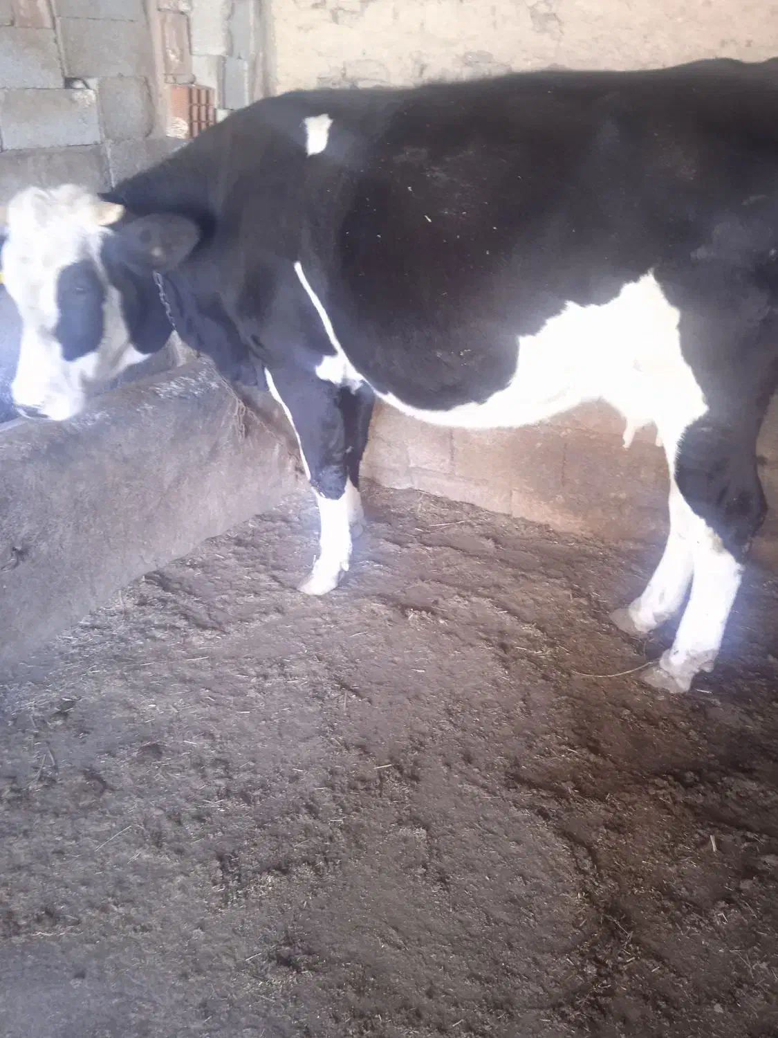 گاو سمینتال|حیوانات مزرعه|بیله سوار, |دیوار