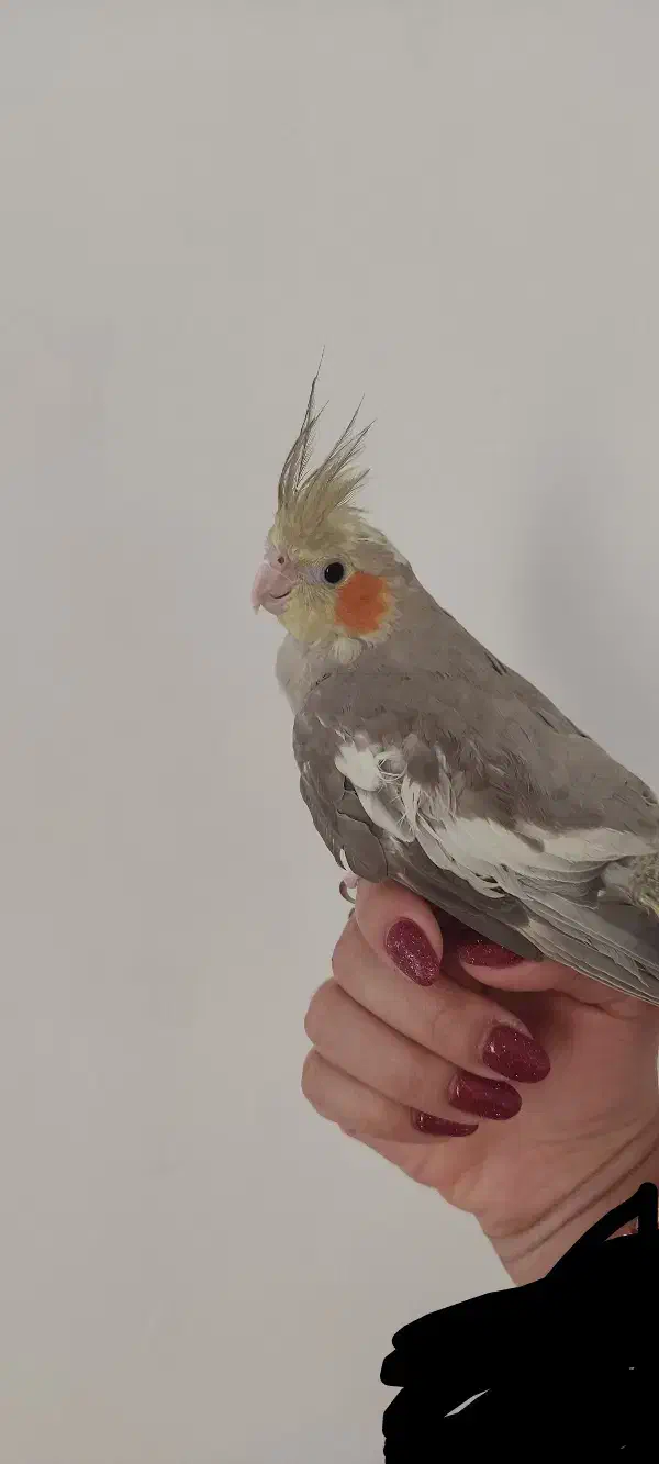 عروس هلندی|پرنده|شیراز, علی آباد|دیوار