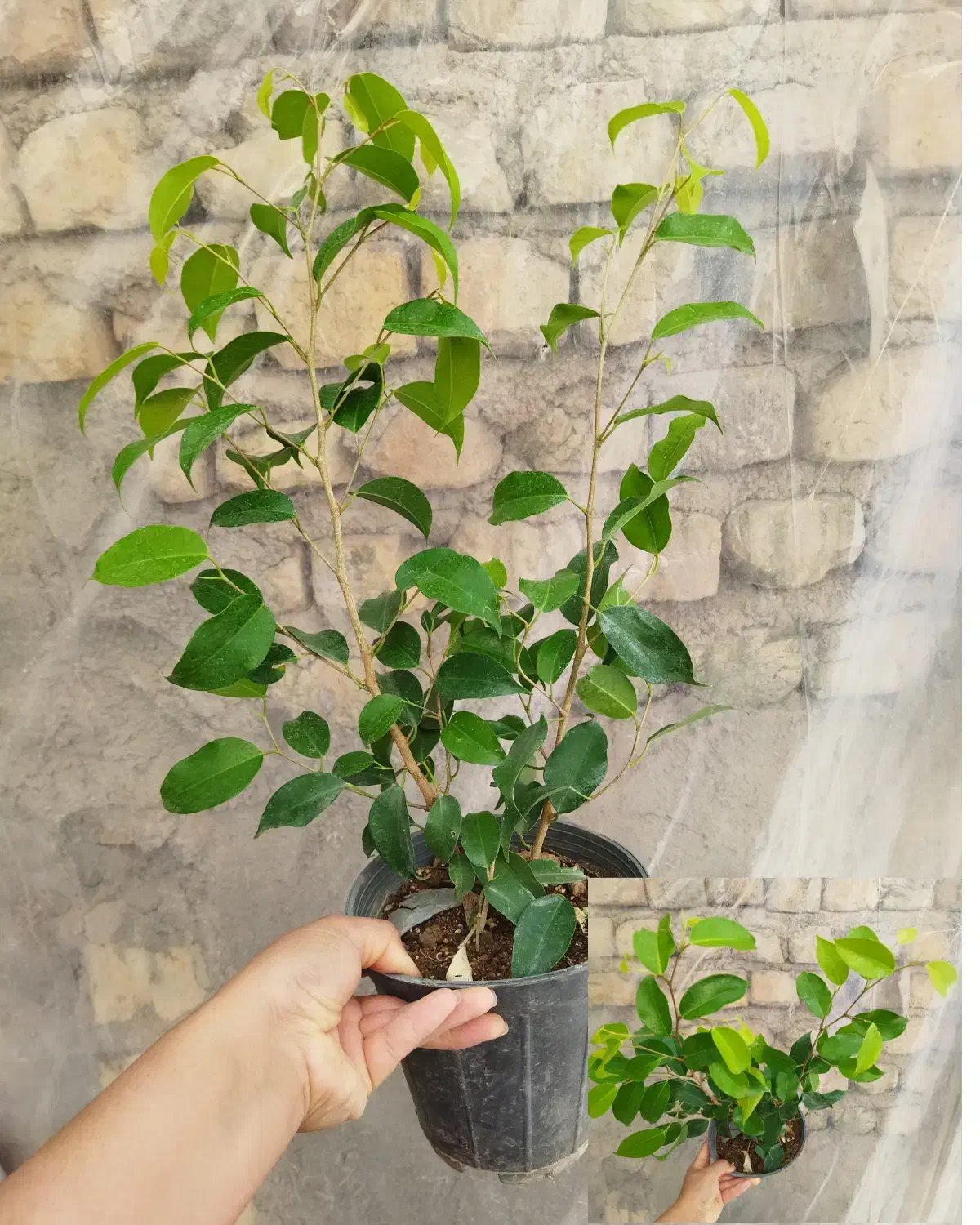 انواع گل بنجامین ابلق بلک لیمویی در چند سایز|گل و گیاه طبیعی|مرودشت, استادیوم‎|دیوار