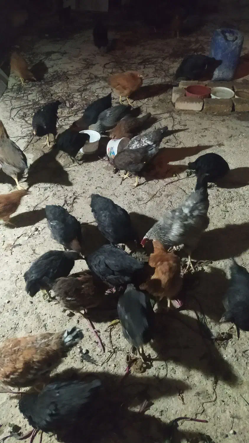 خروس بومی|حیوانات مزرعه|ابریشم, |دیوار