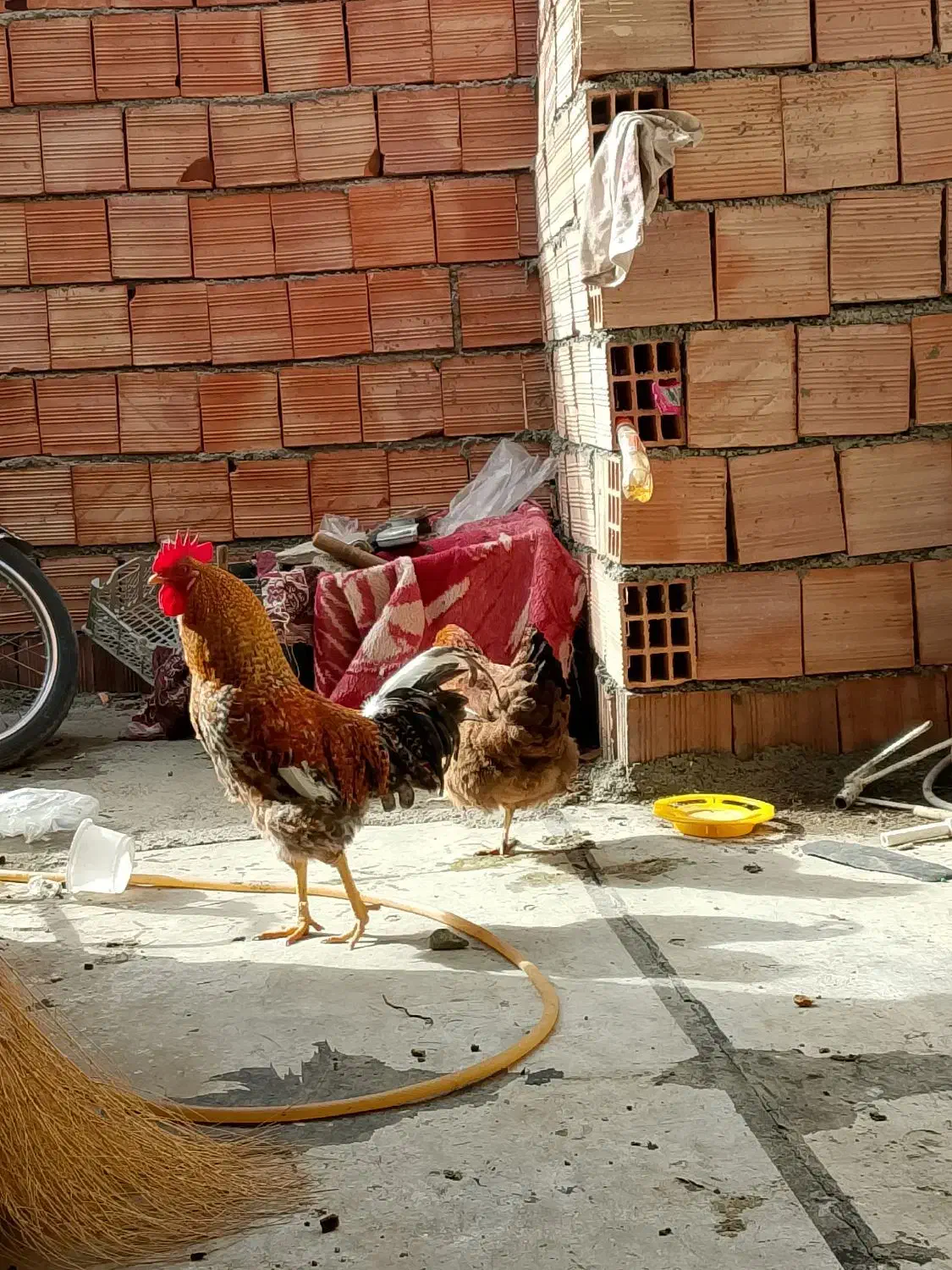 مرغ و خروس محلی|حیوانات مزرعه|مریوان, |دیوار