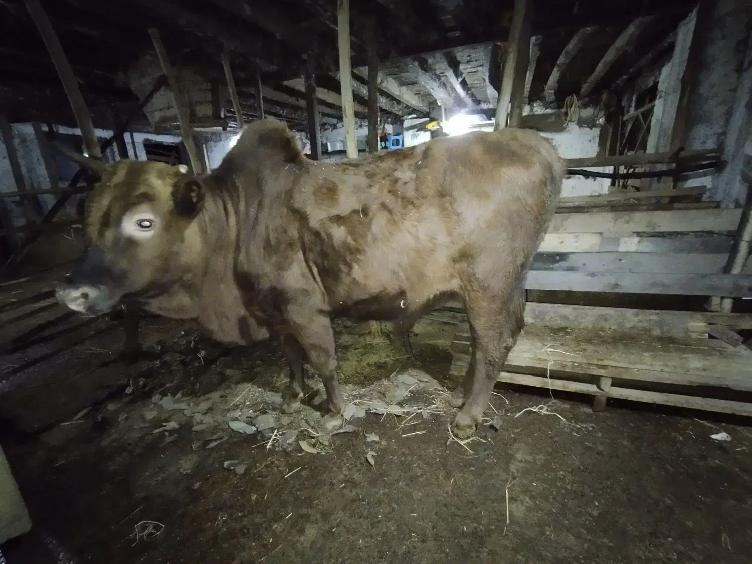 گاو نر جوان|حیوانات مزرعه|رستمآباد, |دیوار