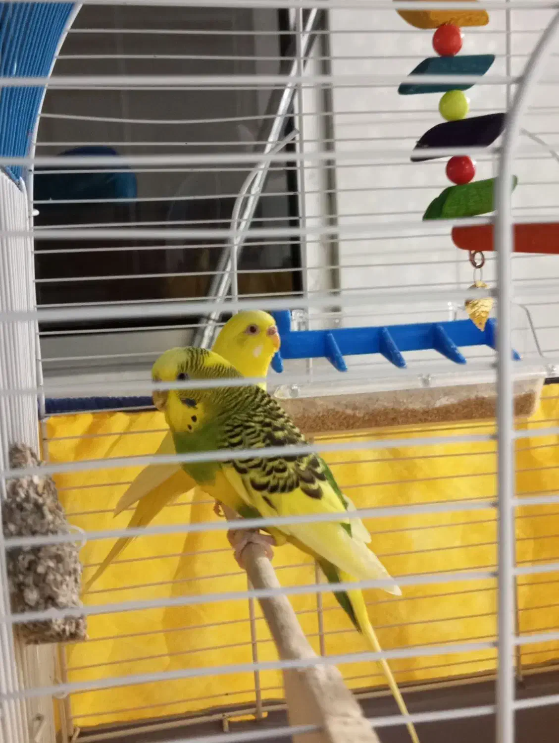 مرغ عشق|پرنده|دیواندره, |دیوار