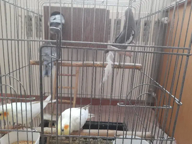 عدد عروس هلندی 6 عدد|پرنده|تهران, پرستار|دیوار