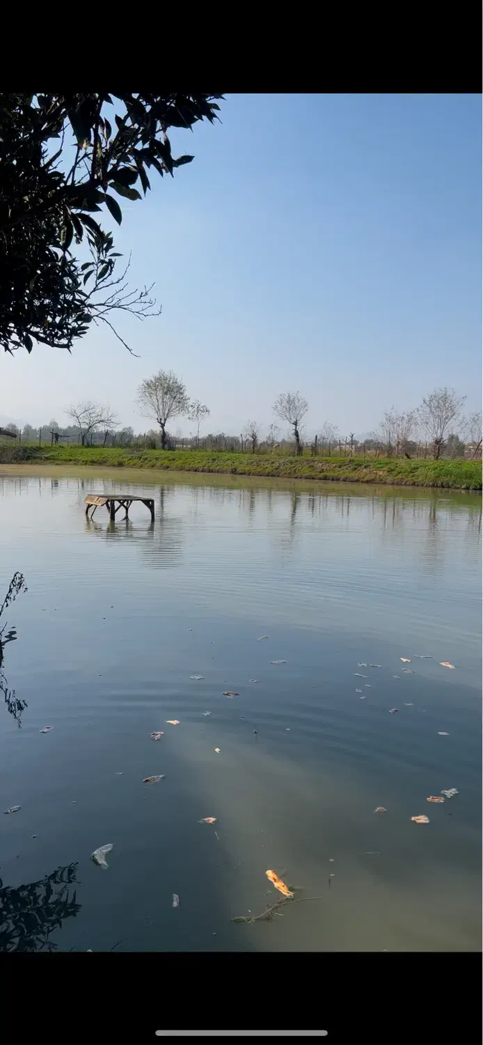 فروش ماهی کپور آمل بیکت|عمدهفروشی|فومن, |دیوار