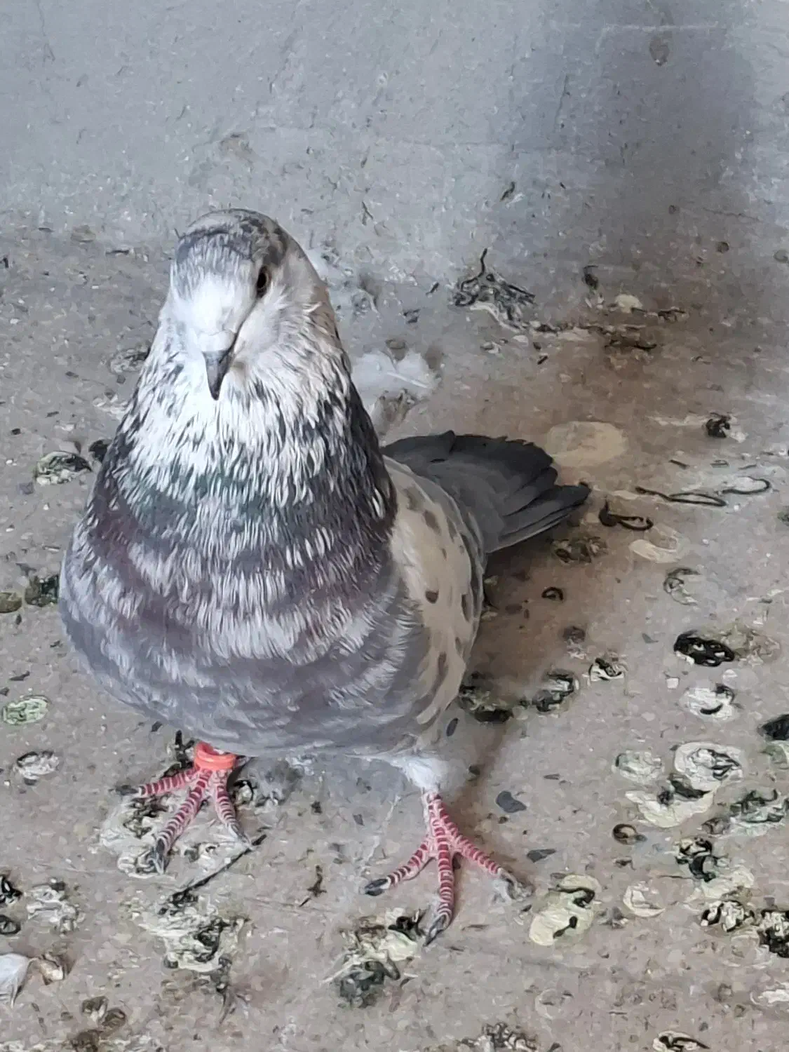 کفتر|پرنده|تهران, توحید|دیوار