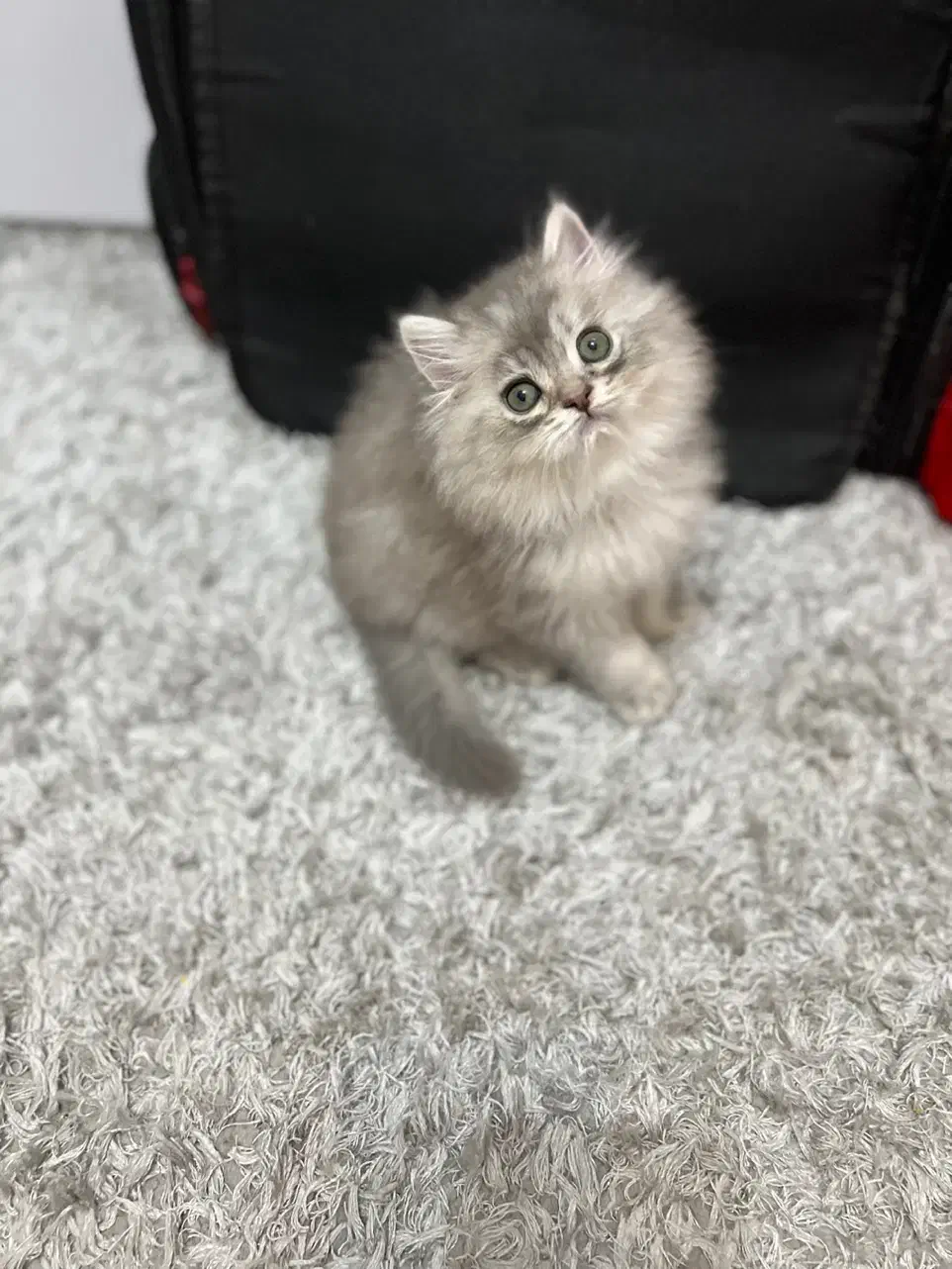 گربه بریتیش چینچیلا عروسکی|گربه|تهران, چیتگر جنوبی|دیوار