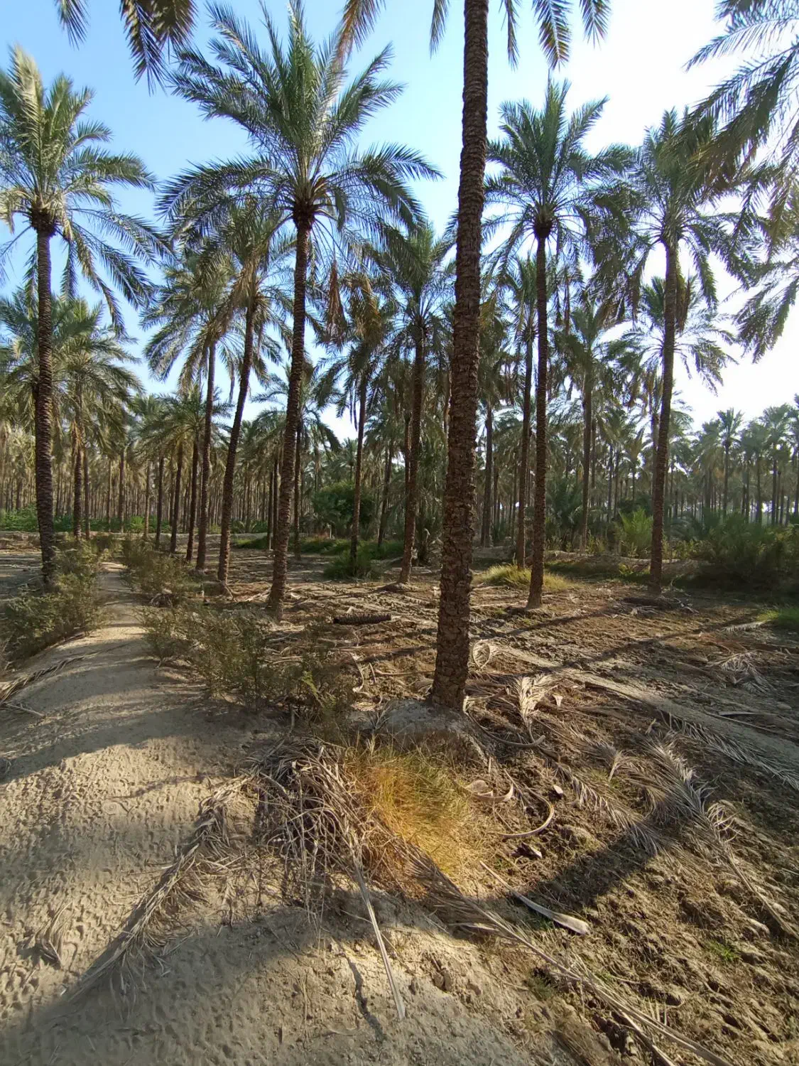 تعداد۸۰اصل نخل|گل و گیاه طبیعی|وحدتیه, |دیوار