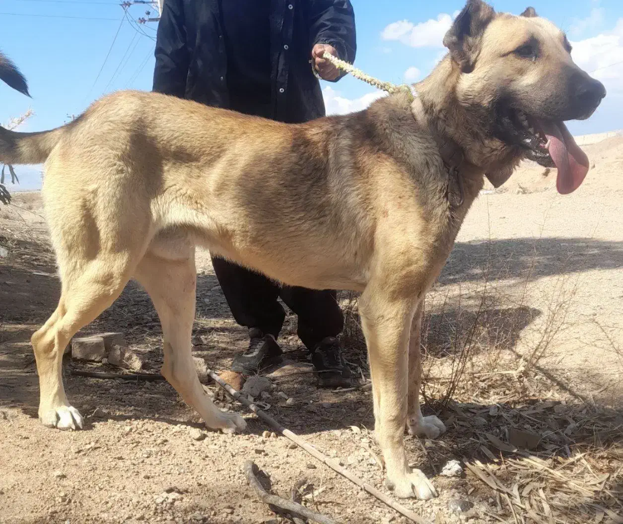 سگ سرابی و پژدر  عراقی|سگ|کرج, شیخ آباد|دیوار