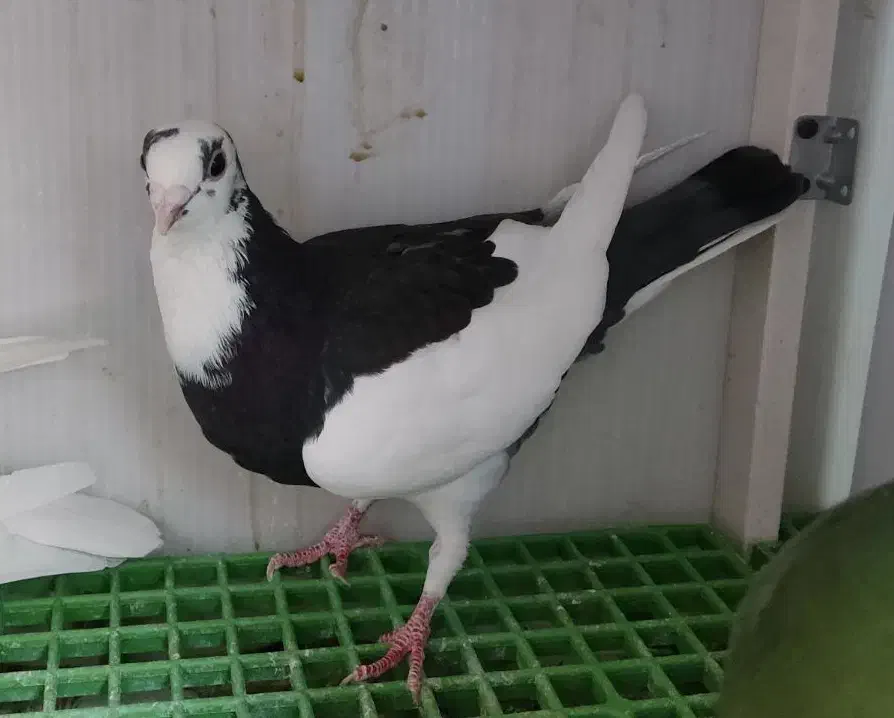 کبوتر جوان|پرنده|قم, کیوانفر|دیوار