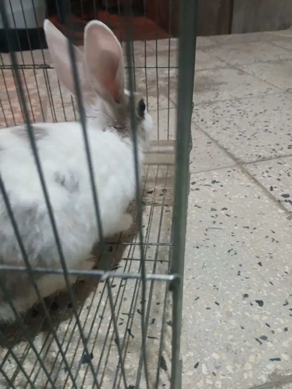 حیوانات مزرعه|حیوانات مزرعه|کوهدشت, |دیوار