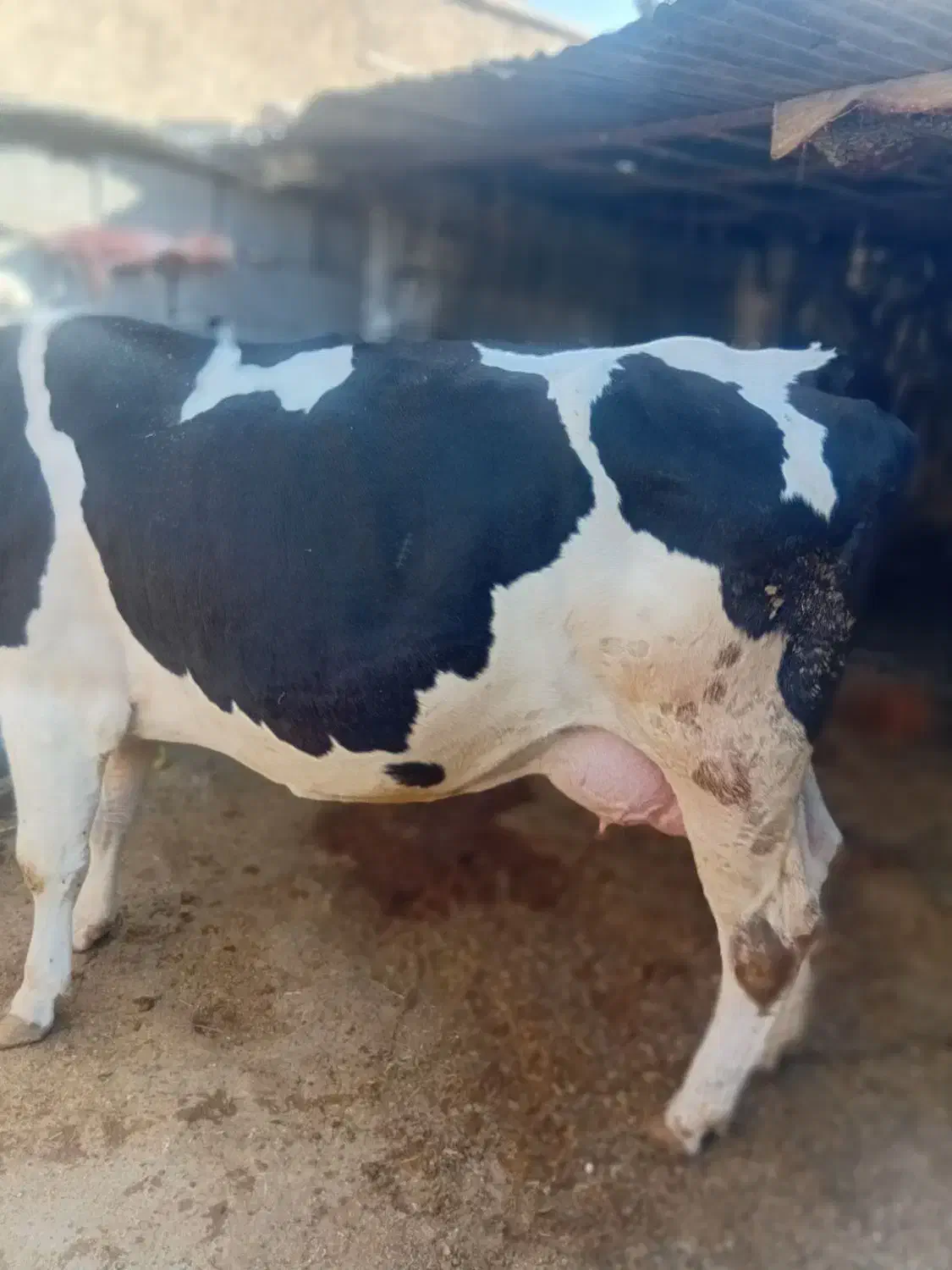 گاو سیمینتال|حیوانات مزرعه|سراب میمه, |دیوار