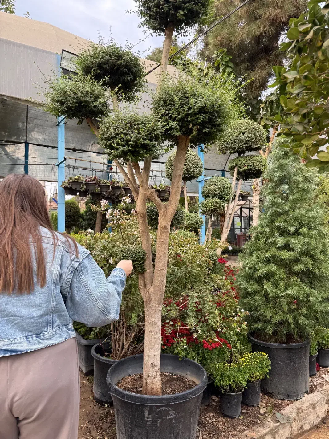 فروش گیاهان گلخانه سار|خدمات باغبانی و درختکاری|تهران, سهروردی|دیوار