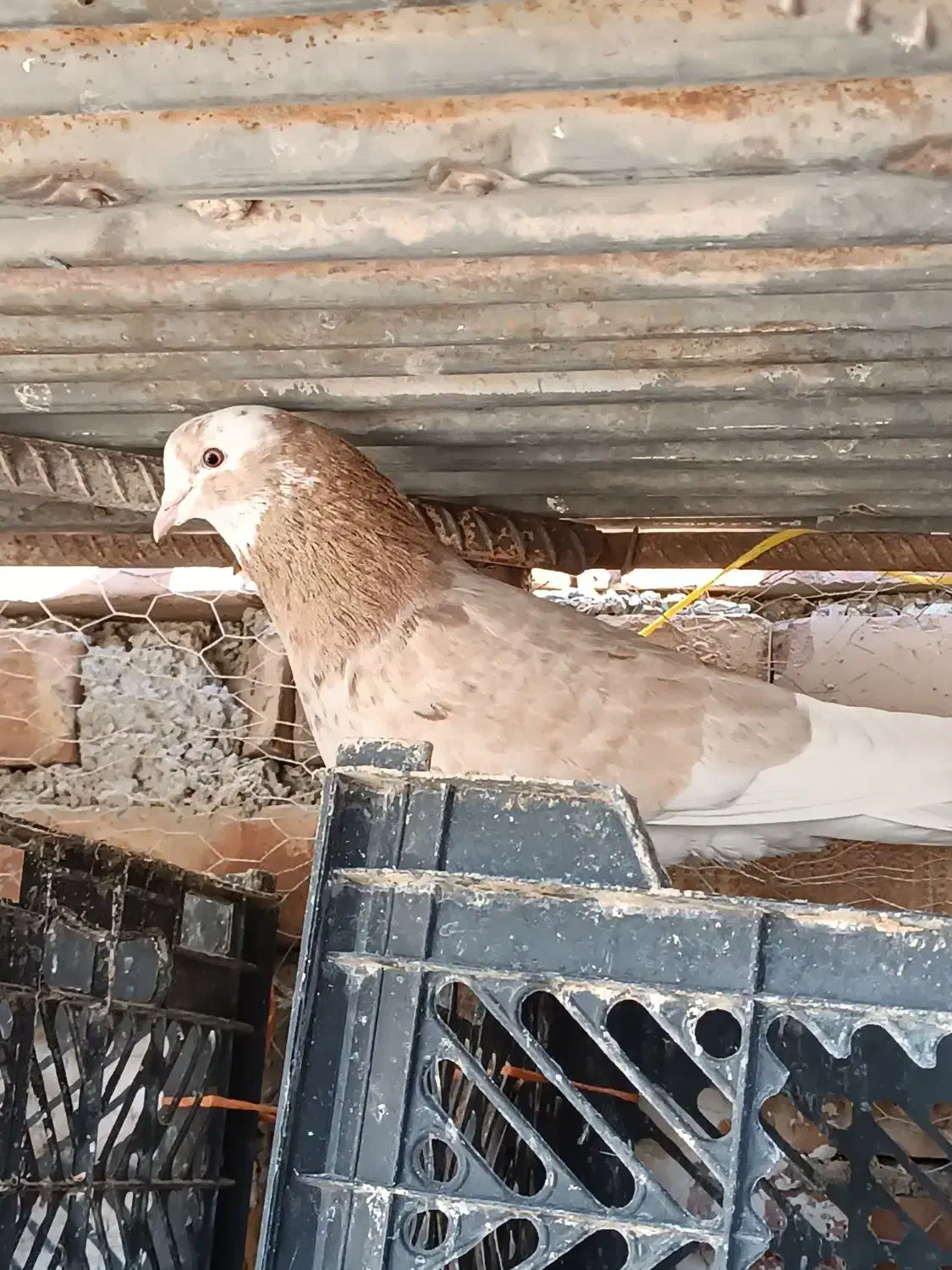 کبوتر زرد|پرنده|پیرانشهر, |دیوار