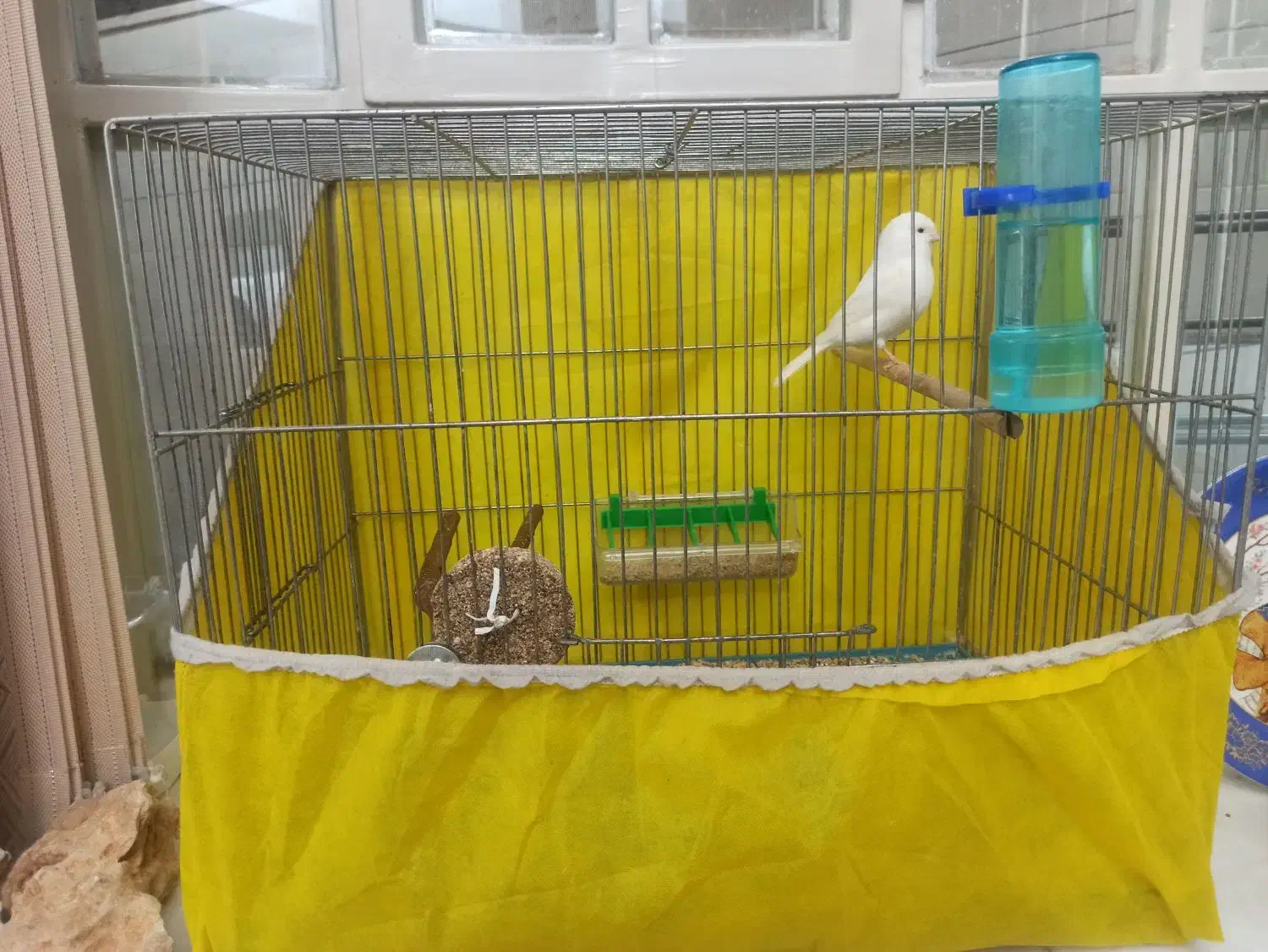 قناری فروش فوری|پرنده|اردکان, |دیوار