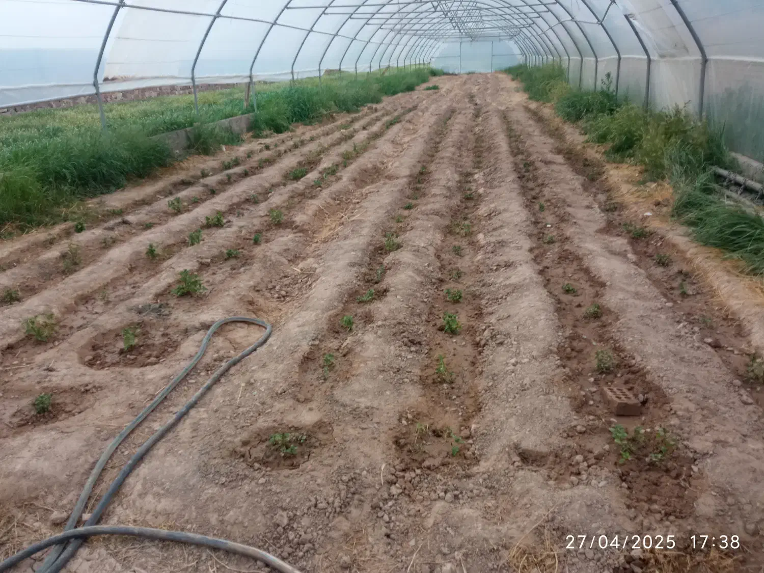 سازه گلخانه|عمدهفروشی|رادکان, |دیوار