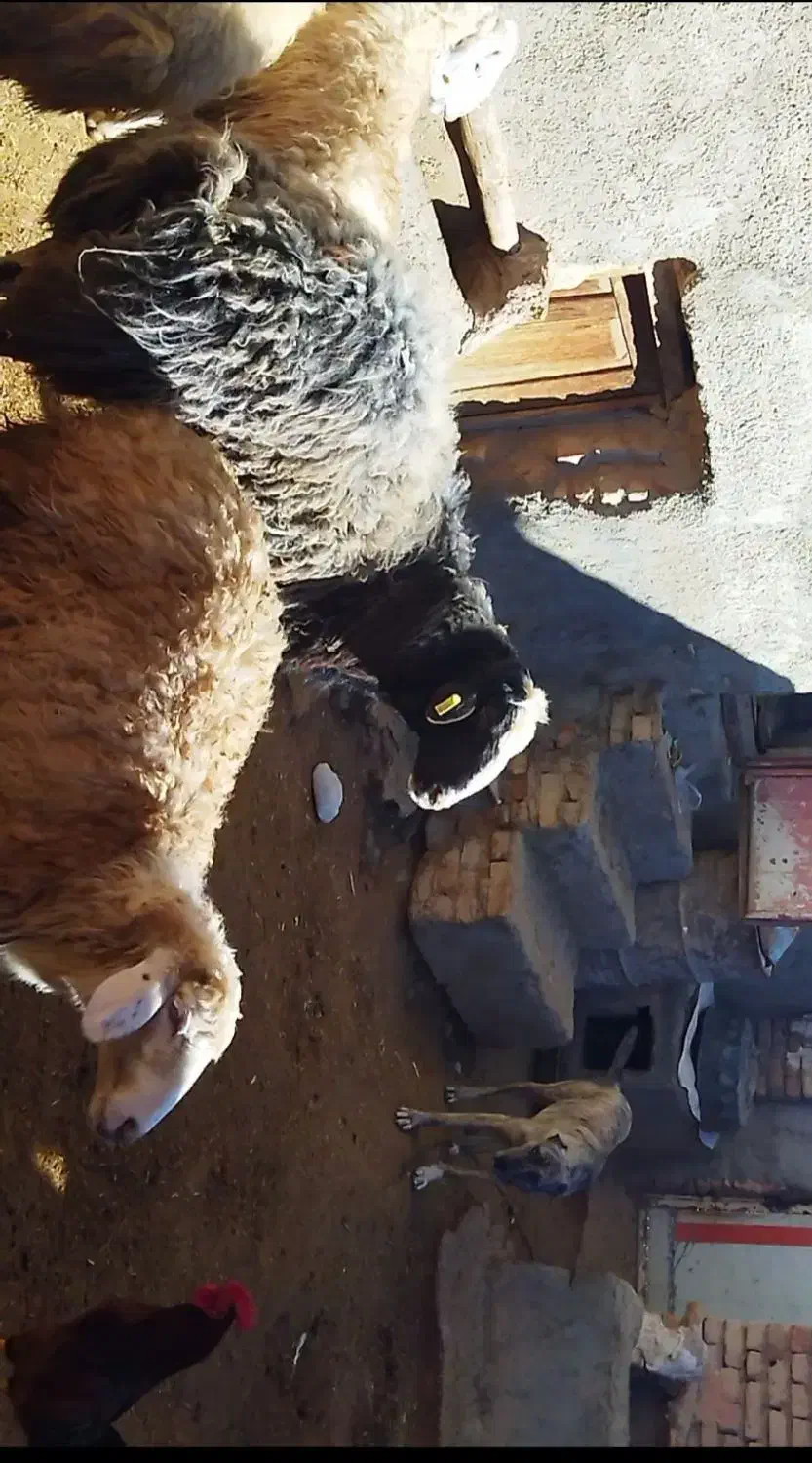 قوچ هترو|حیوانات مزرعه|اسفراین, |دیوار