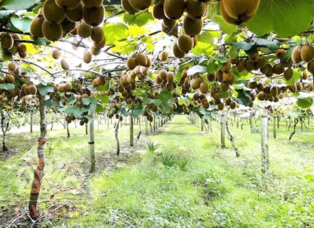 تبدیل زمین به باغ کیوی|خدمات باغبانی و درختکاری|تهران, دکتر هوشیار|دیوار