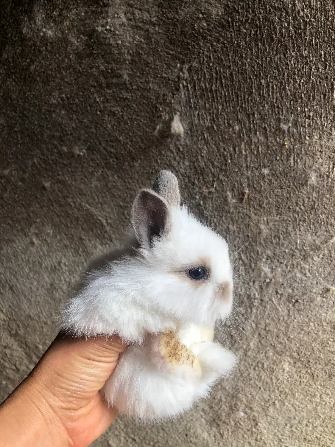 بچه خرگوش فلت|موش و خرگوش|قائم‌شهر, |دیوار