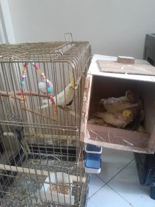 عروس هلندی|پرنده|تهران, اسفندیاری|دیوار