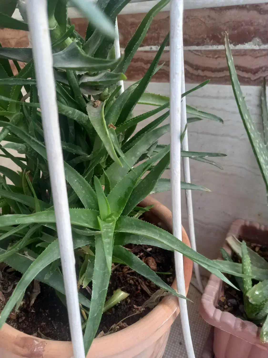 گل طبیعی  قاشقی وبنفش|گل و گیاه طبیعی|محمدشهر, محمدشهر|دیوار