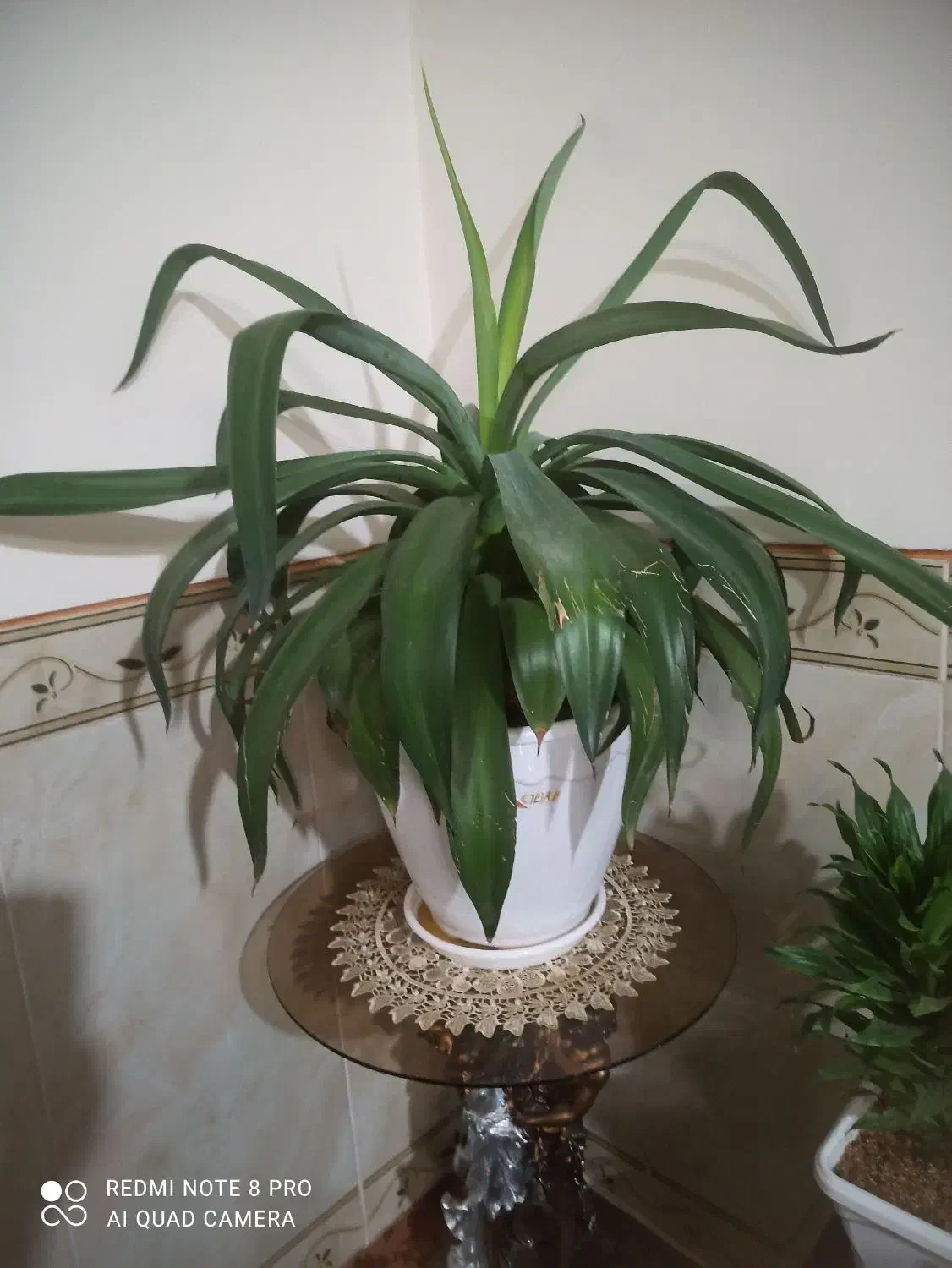 گل طبیعی|گل و گیاه طبیعی|کرمانشاه, |دیوار