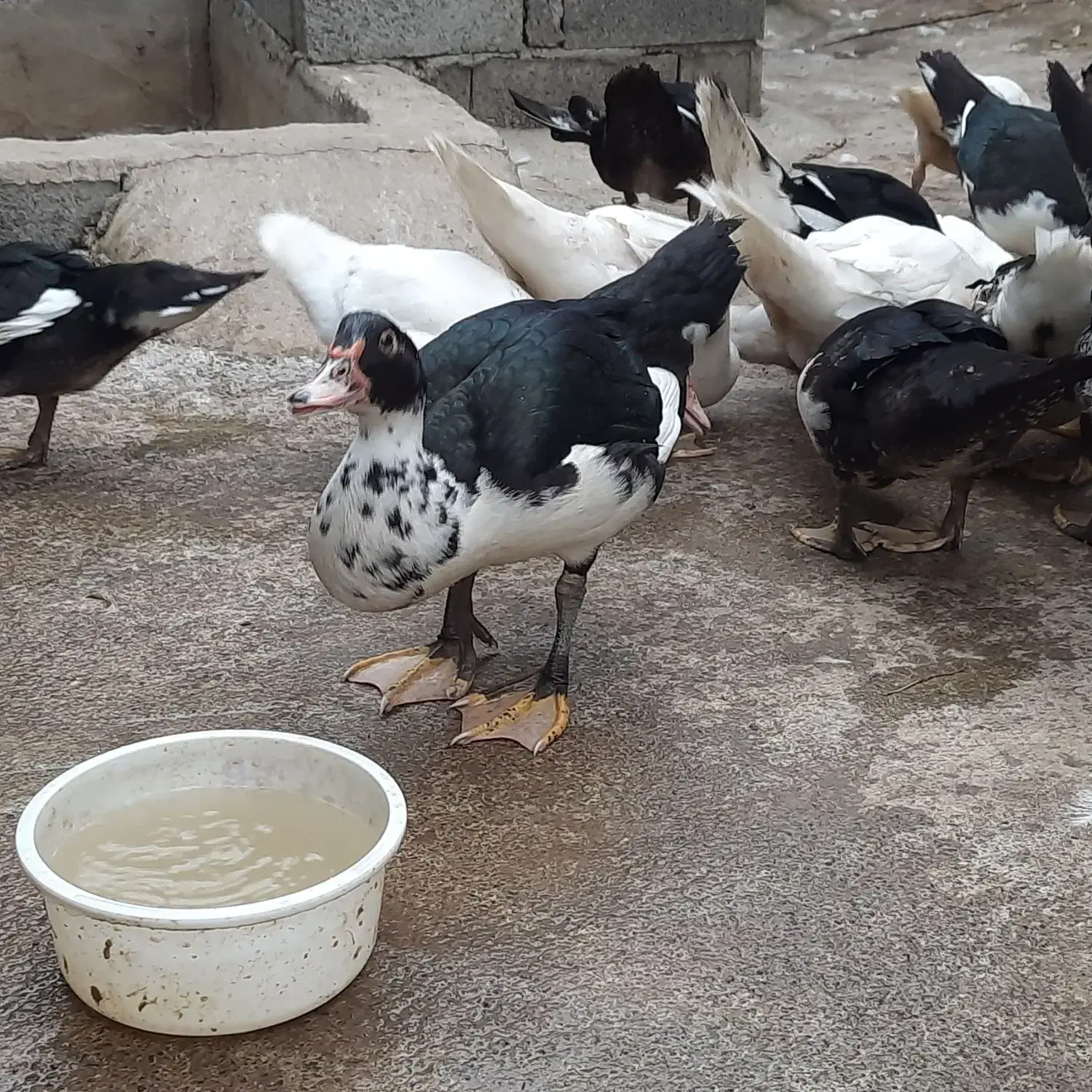 اردک روسی درشت و سرحال|حیوانات مزرعه|چمستان, |دیوار
