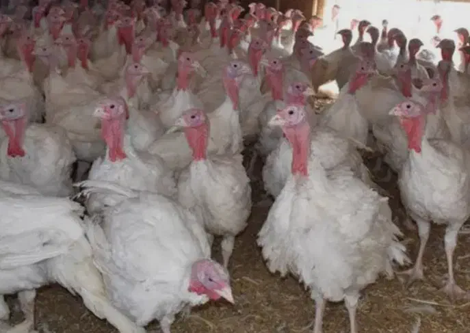 بوقلمون بیوتی ارگانیک|حیوانات مزرعه|مشهد, شهرک رازی (شهرک غرب)|دیوار