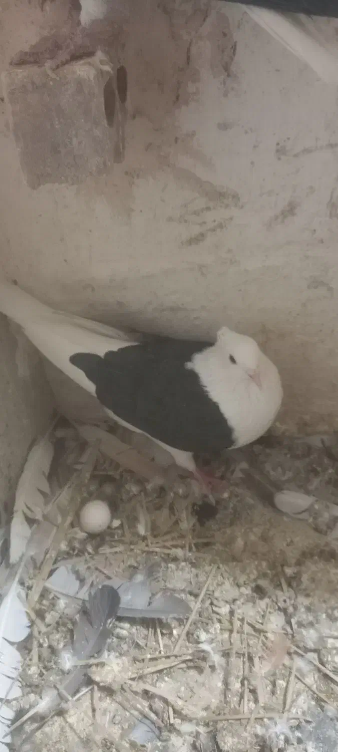 سیاه پلنگ کلاهی نر پریده با سیاه رسمی|پرنده|رفسنجان, |دیوار