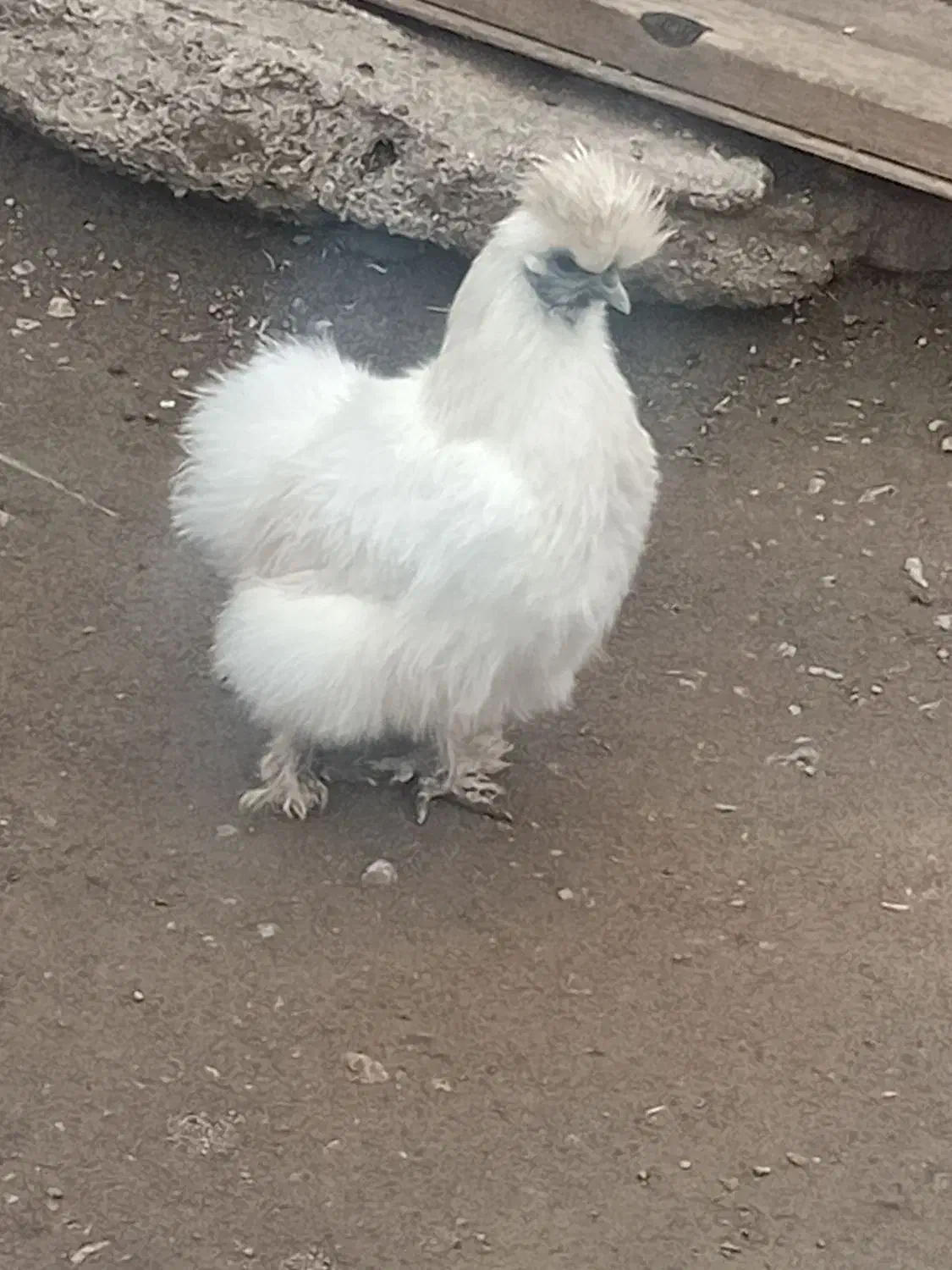 مرغ|حیوانات مزرعه|مرند, |دیوار