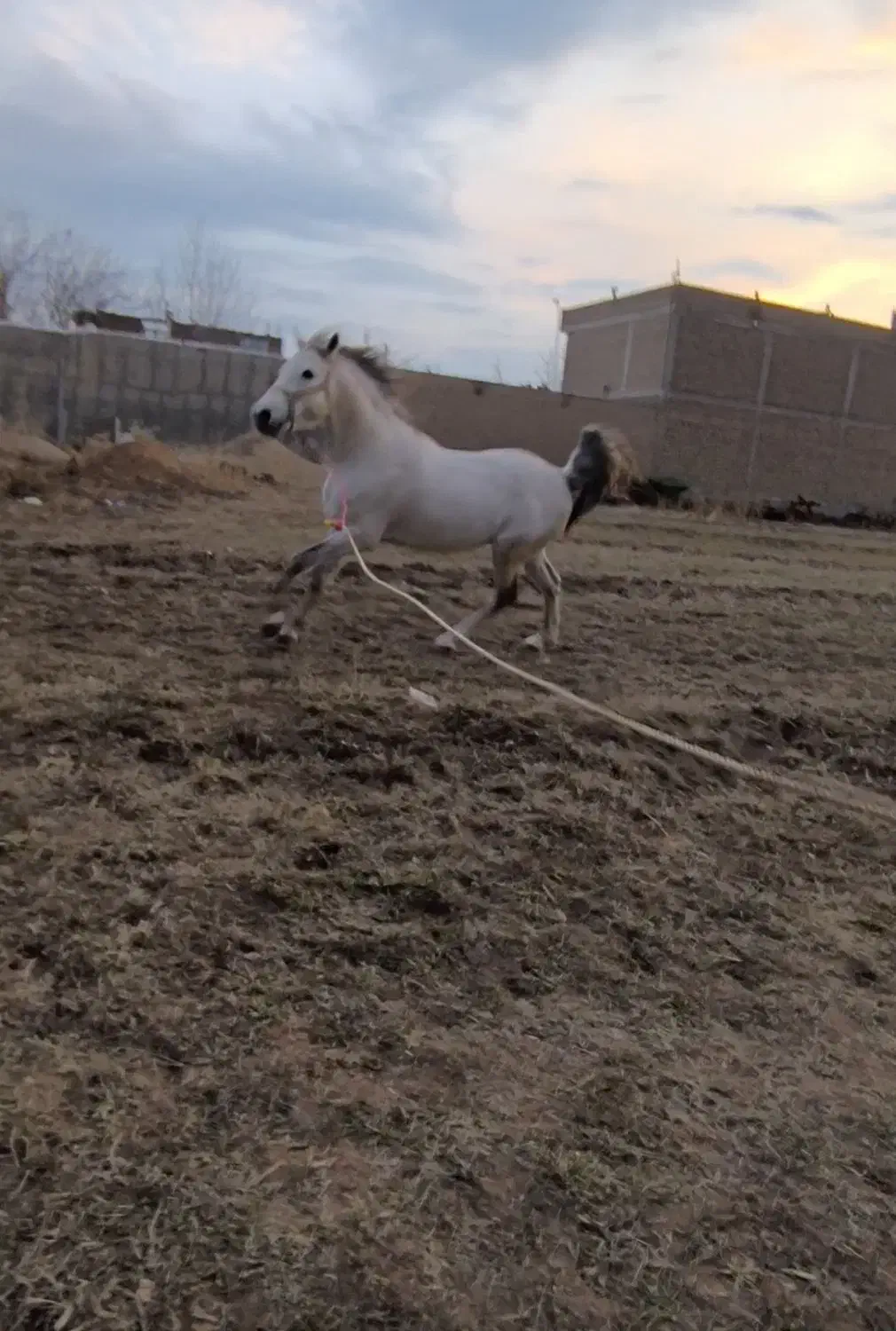 نریان کرد|اسب و تجهیزات اسب‌سواری|میاندوآب, |دیوار