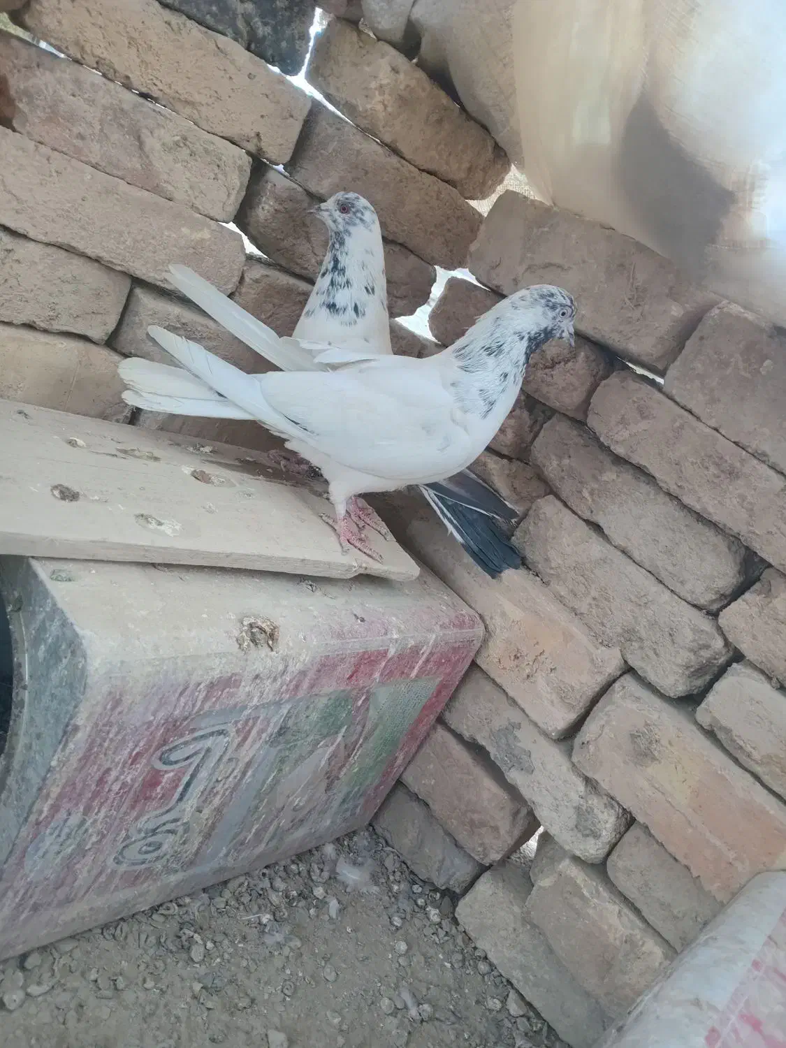 یه جفت کله دم سبز|پرنده|عسگران, |دیوار