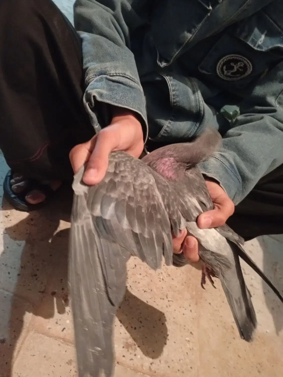 آلمانی|پرنده|خوسف, |دیوار