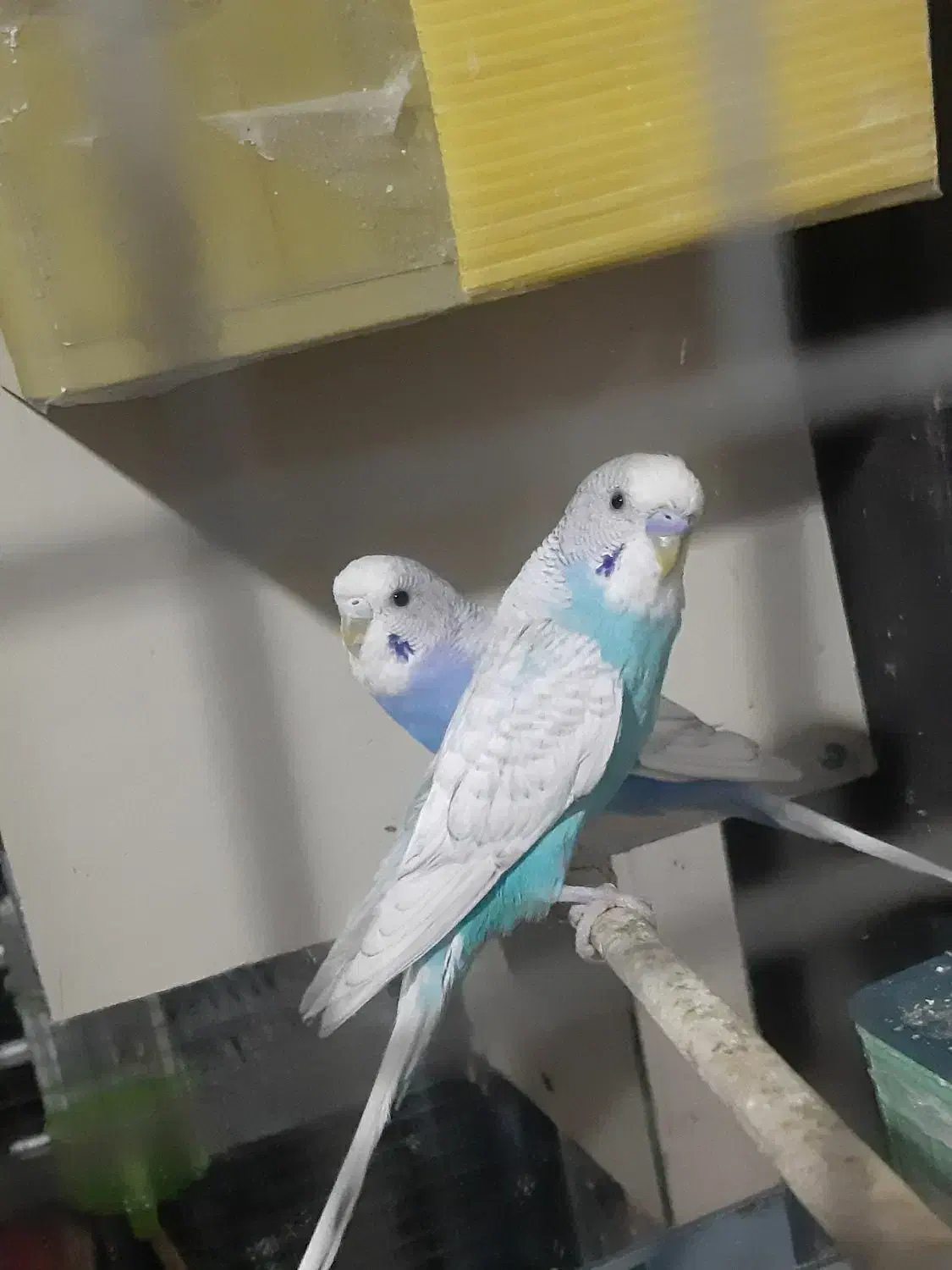 2جفت مرغ عشق و ...|پرنده|سبزوار, پاسداران|دیوار