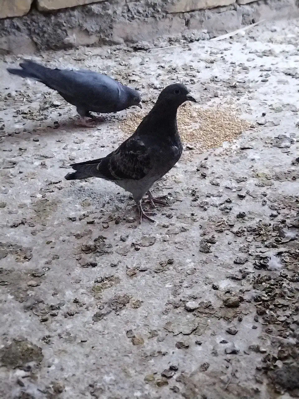 کبوتر|پرنده|اردکان, |دیوار