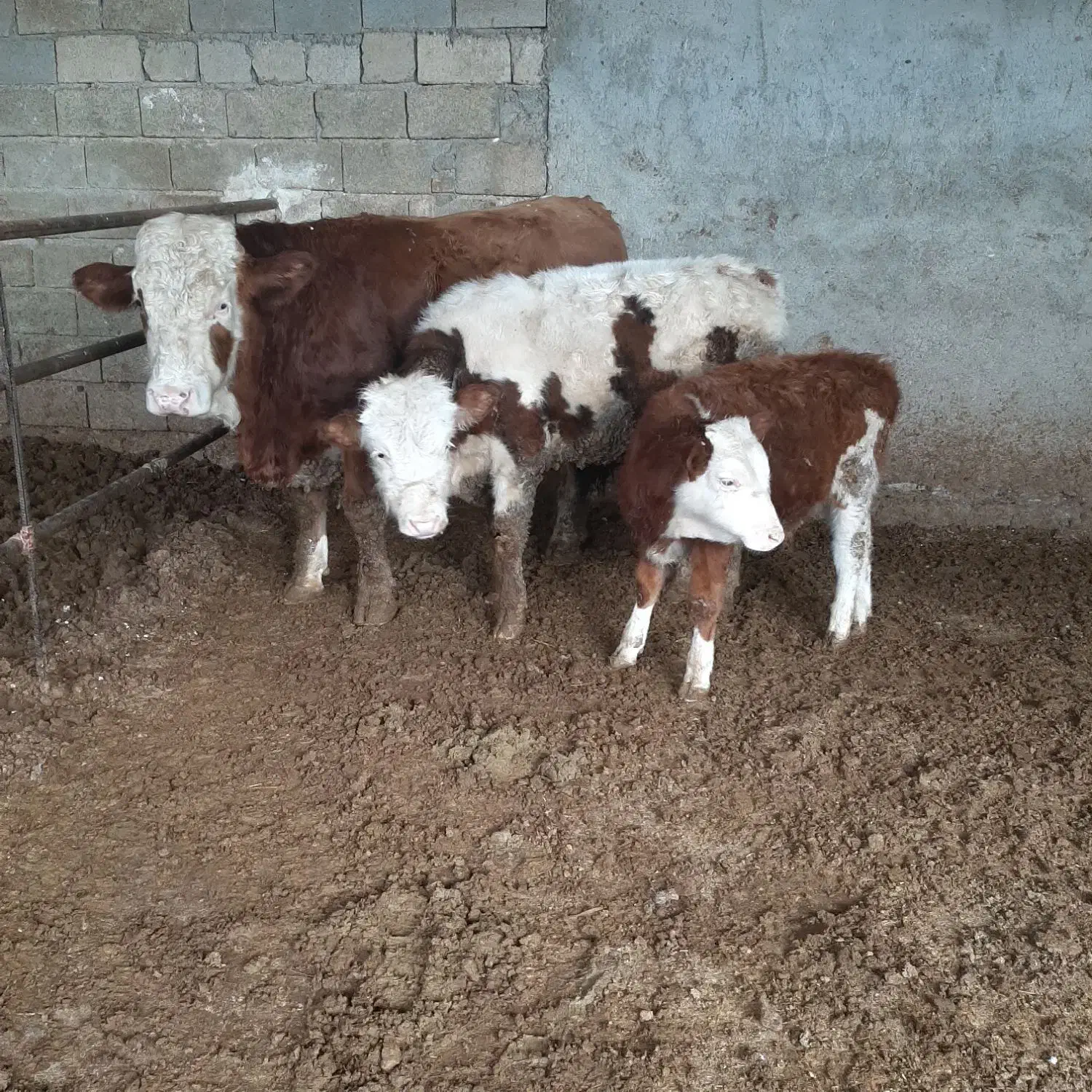 گاو گوساله|حیوانات مزرعه|مرودشت, قانون|دیوار