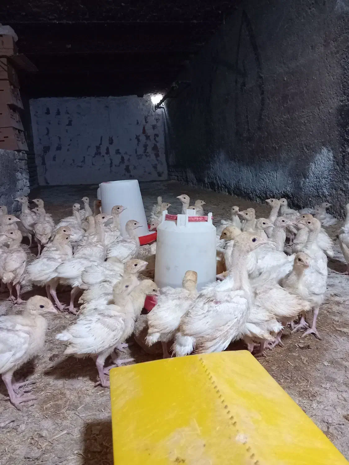 جوجه بقلمون بیوتی ۶ جنس خوب|حیوانات مزرعه|گرگان, |دیوار