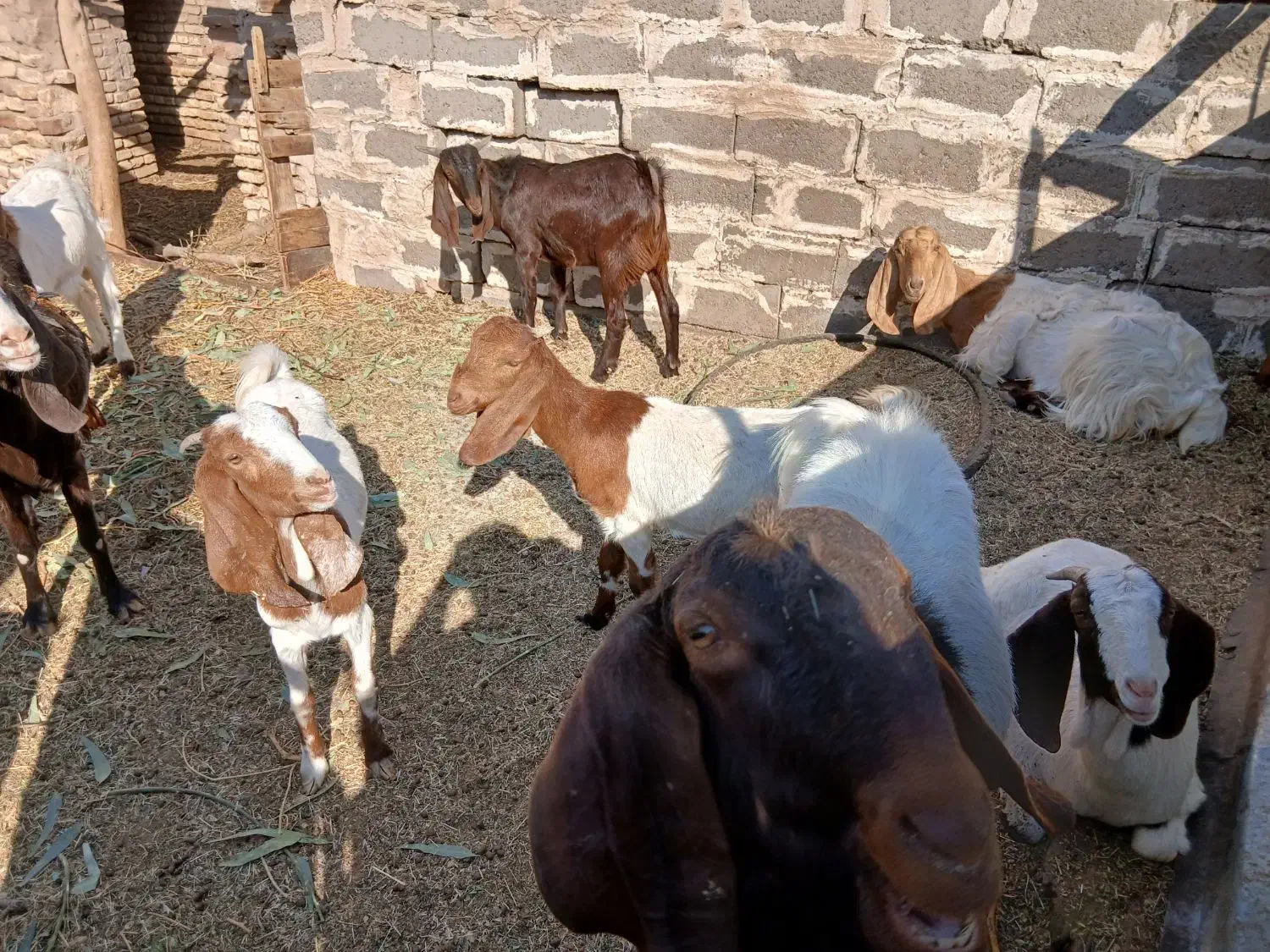 بزکره پاکستانی زایده وابستن|حیوانات مزرعه|رفسنجان, |دیوار