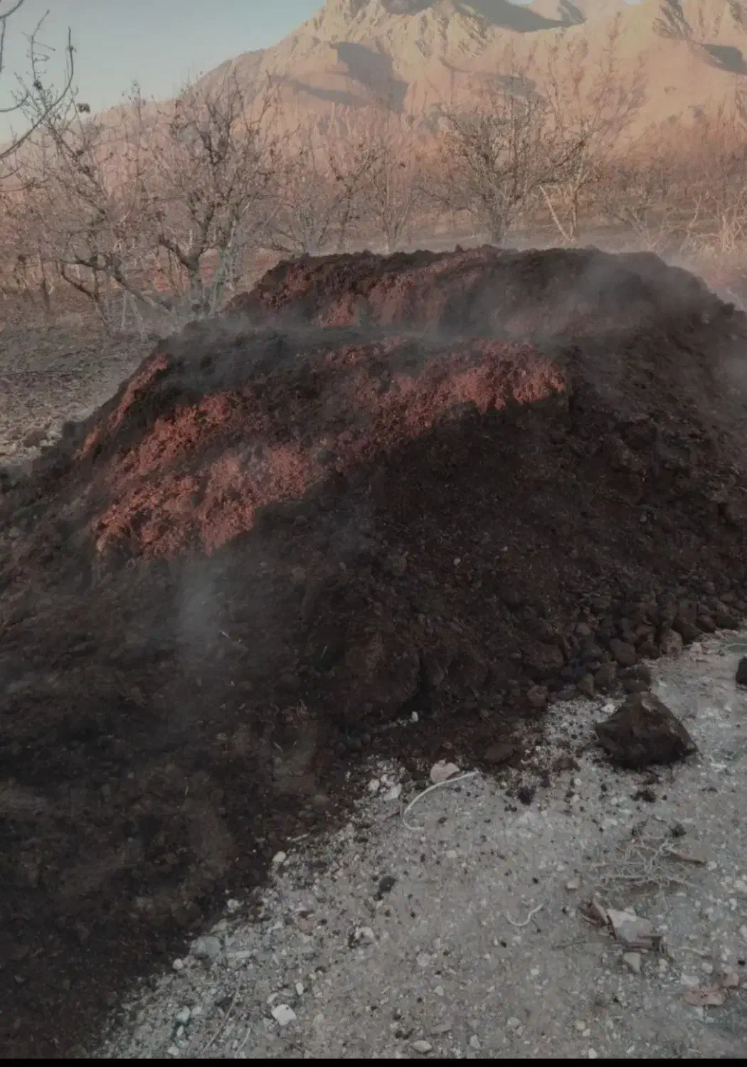 کود گاوی سوخته درجه 1|خدمات باغبانی و درختکاری|چناران, |دیوار