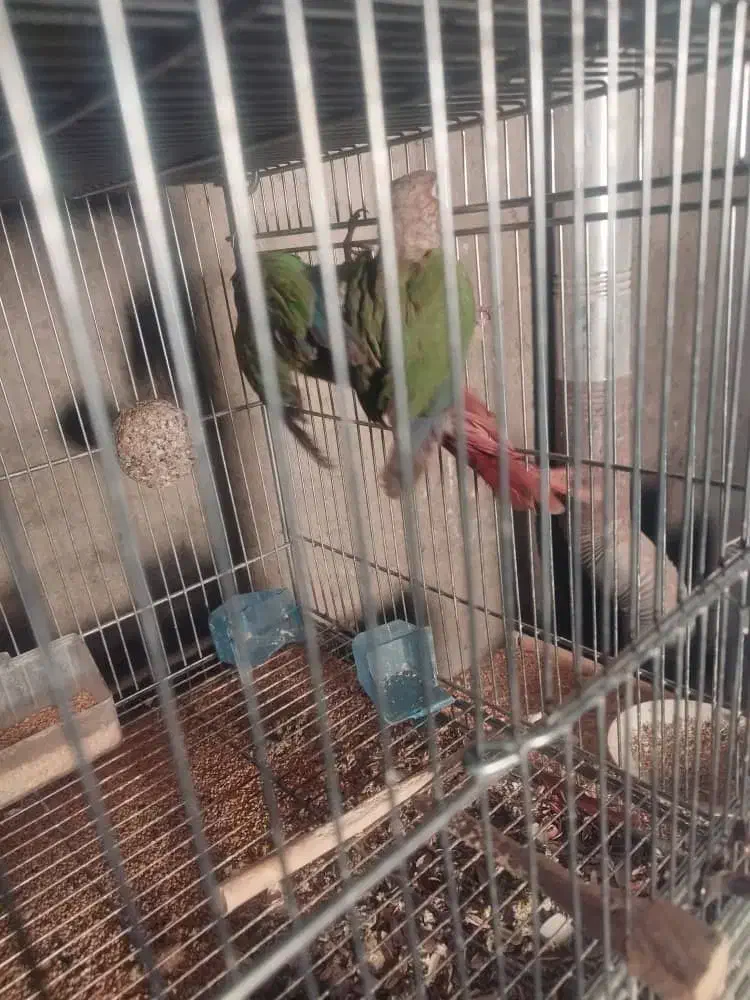 دو جفت گرینچیک اناناسی نرمال|پرنده|شهرضا, |دیوار