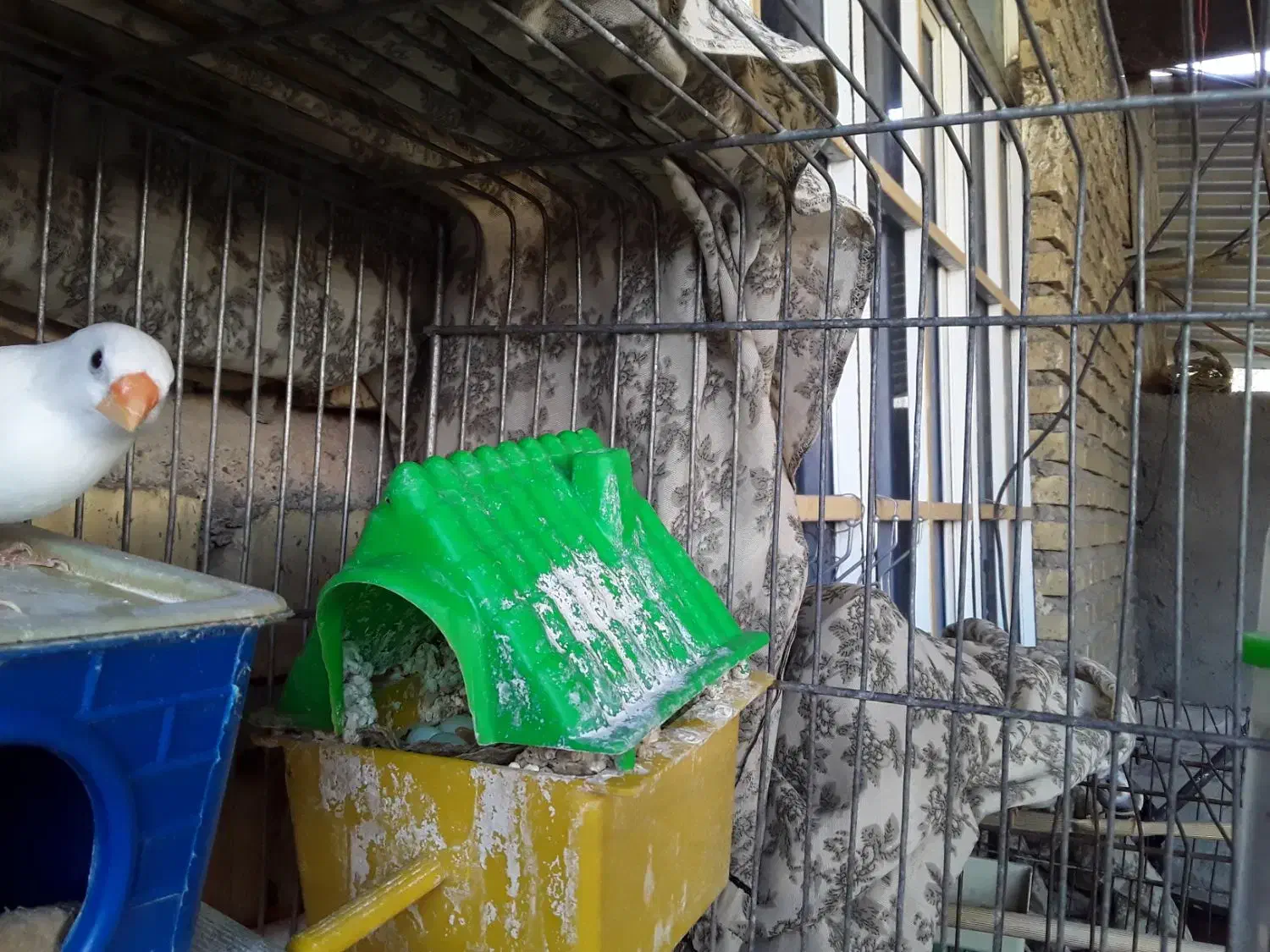 فروش فنج بالغ مولد نژاد دار|پرنده|دهلران, |دیوار