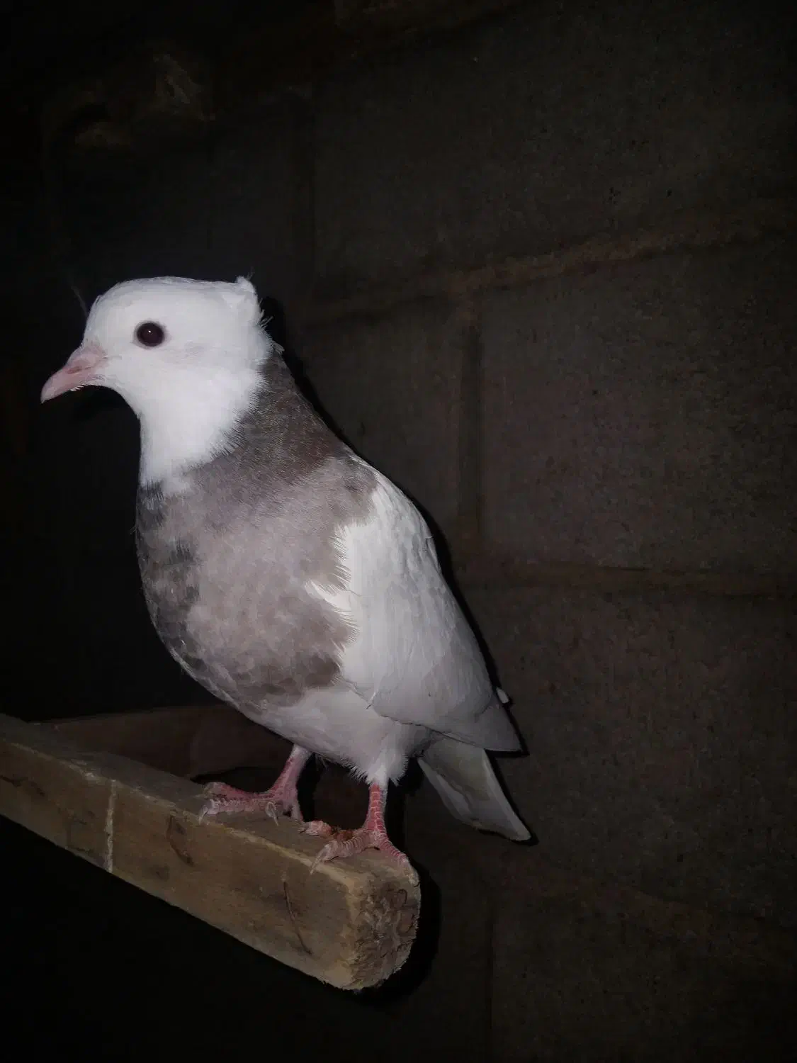 طوقی|پرنده|نیشابور, شهید بهشتی|دیوار