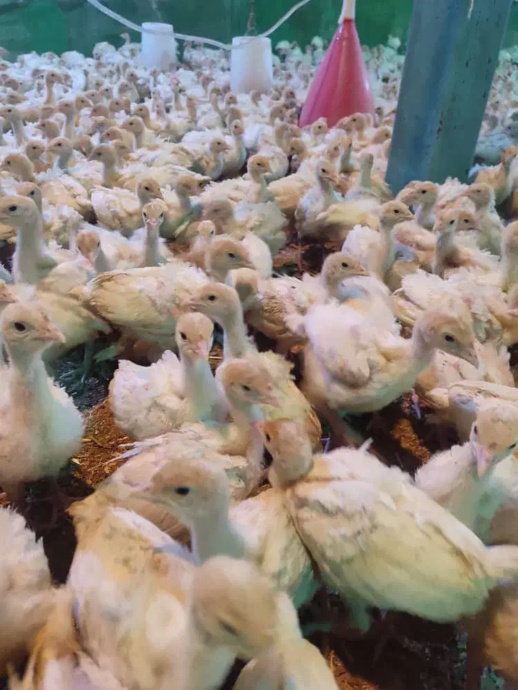 جوجه بوقلمون بیوتی ۵۰۰ گرمی|حیوانات مزرعه|ورامین, ورامین|دیوار