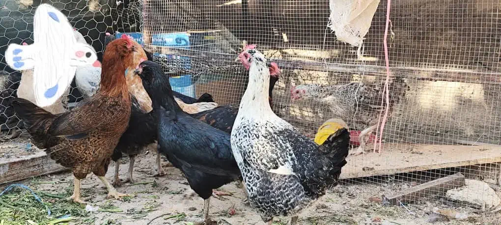 مرغ تخم گذار رسمی محلی ومرغ کرچ۲رگ لاری وجوجه گلین|حیوانات مزرعه|تهران, جوانمردان (اندیشه)|دیوار