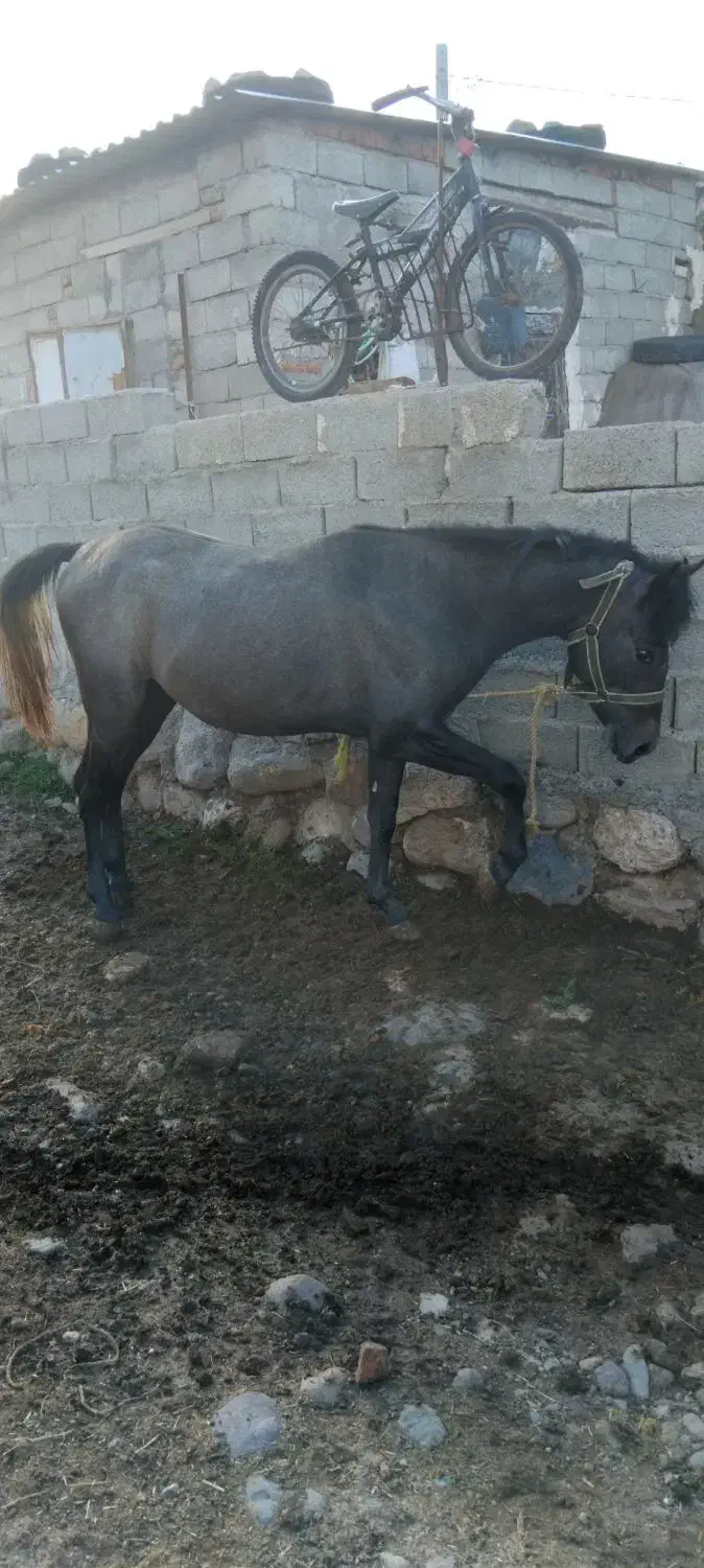 اسب کرد سرودمگیر|اسب و تجهیزات اسبسواری|اردبیل, |دیوار