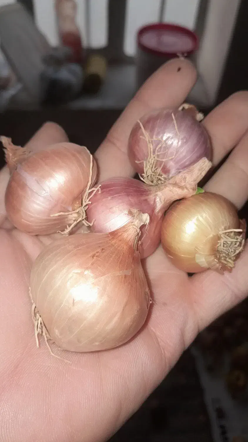 بذر پیاز|خدمات باغبانی و درختکاری|سروآباد, |دیوار