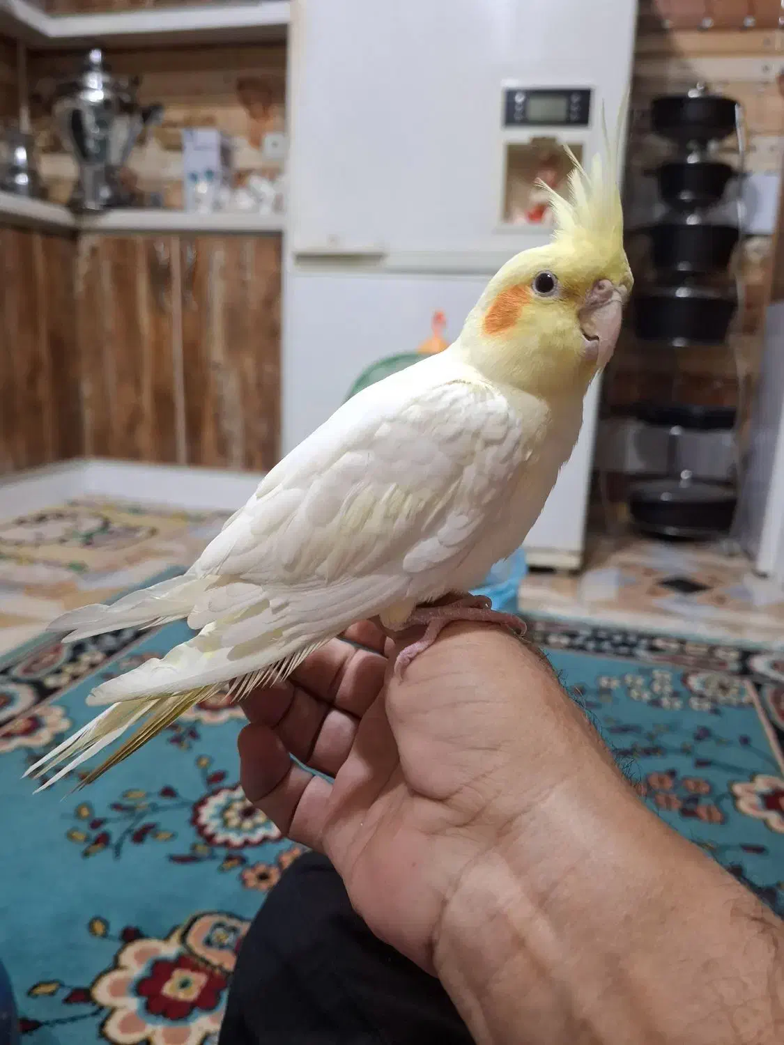 عروس هلندی|پرنده|گرگان, |دیوار