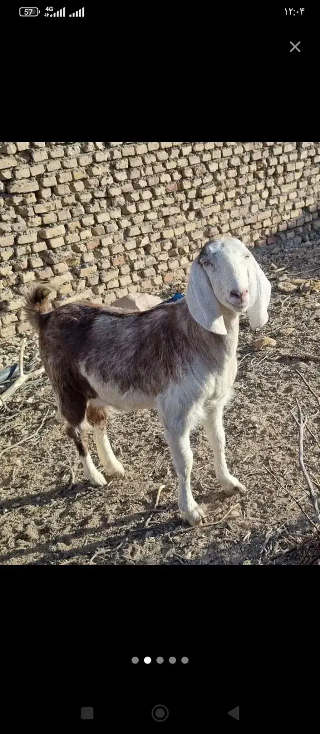 بز جوان|حیوانات مزرعه|خوسف, |دیوار